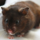 Not an image of the actual hamster. Image: Getty